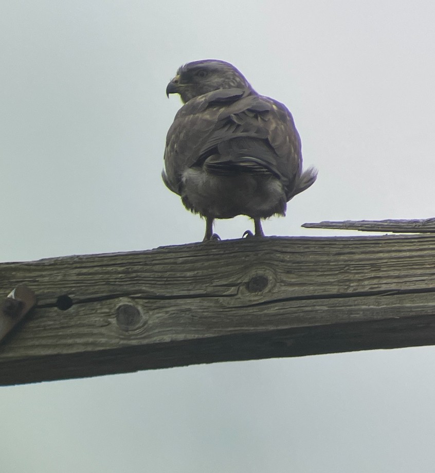 Swainson's Hawk - ML618112631