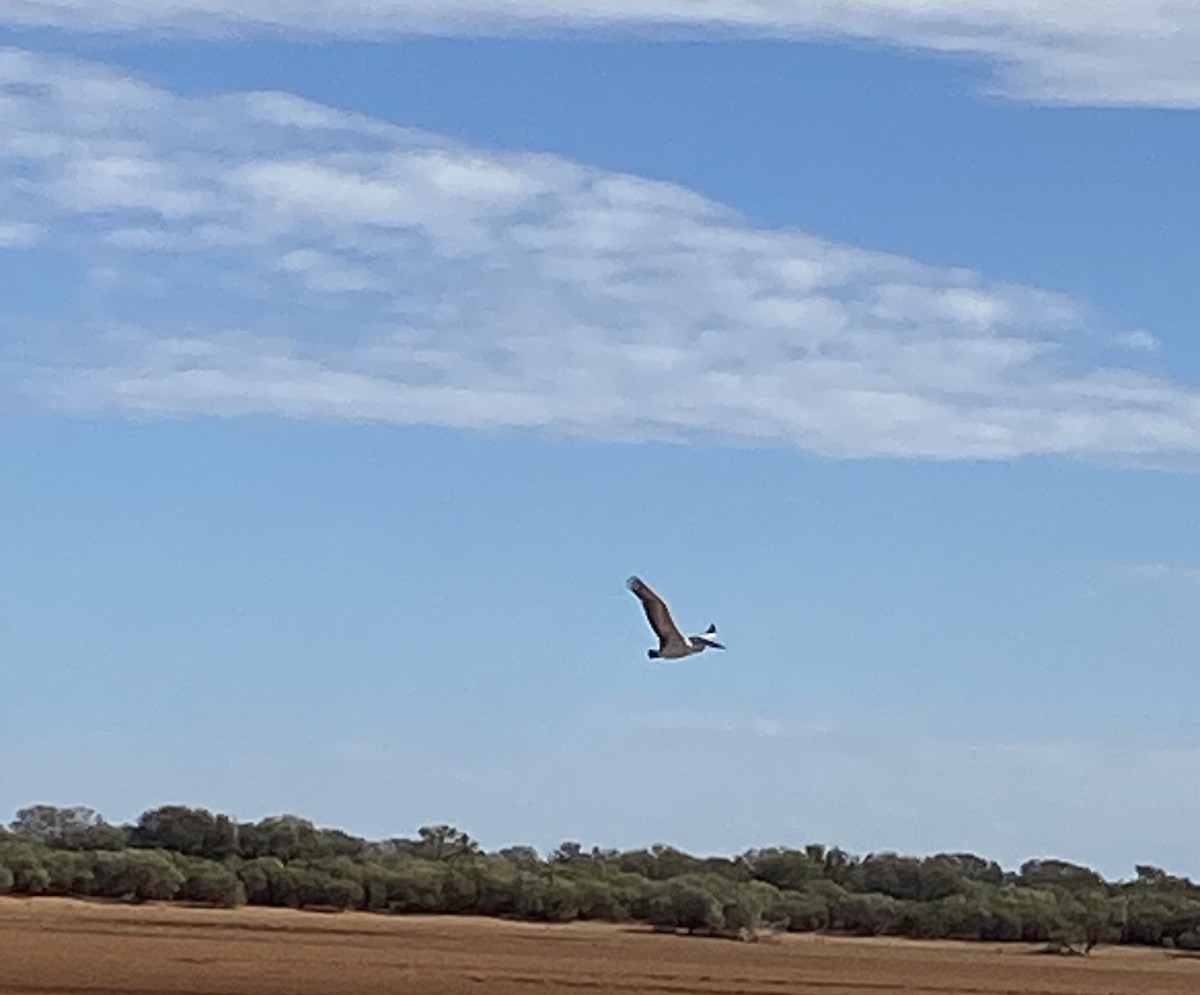 Australian Pelican - JK Malkoha