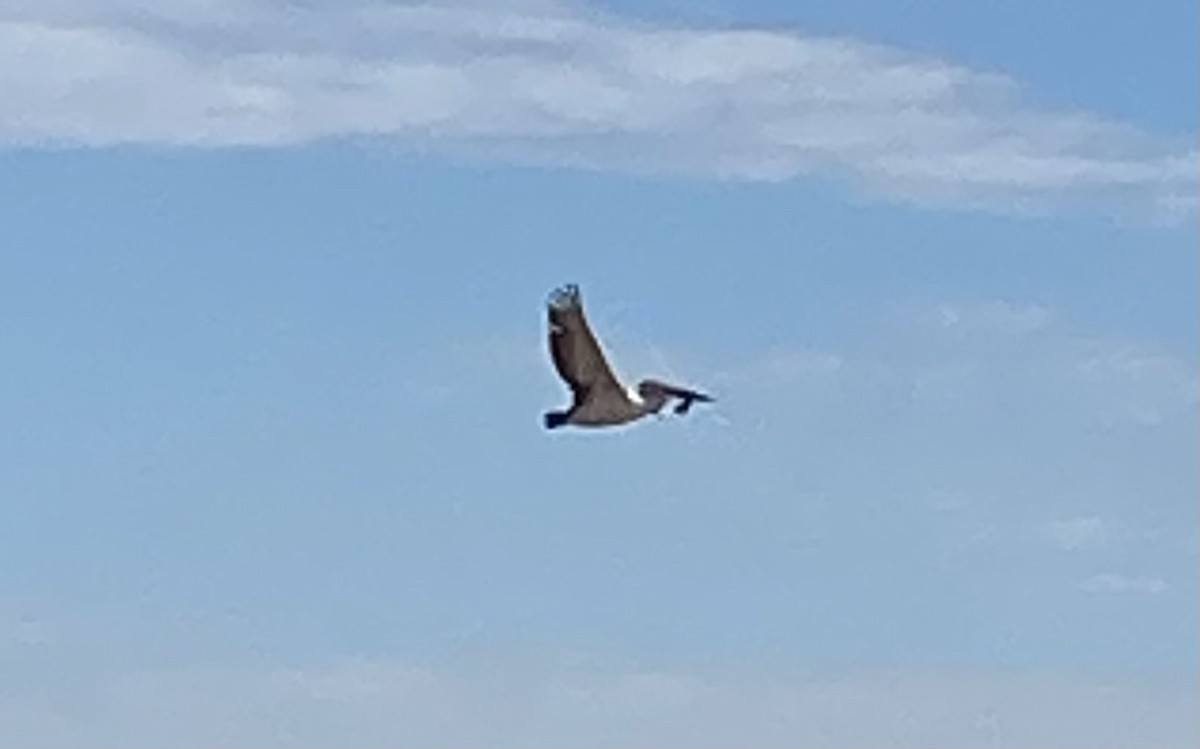 Австралийский пеликан - ML618112647
