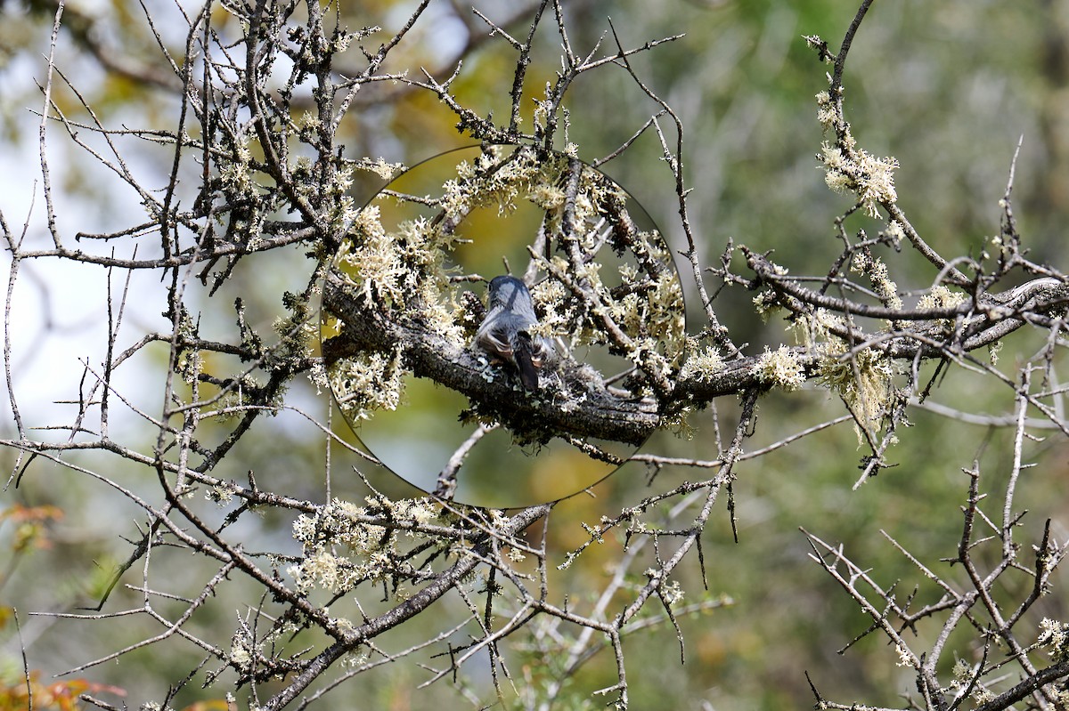 Blue-gray Gnatcatcher - ML618112649