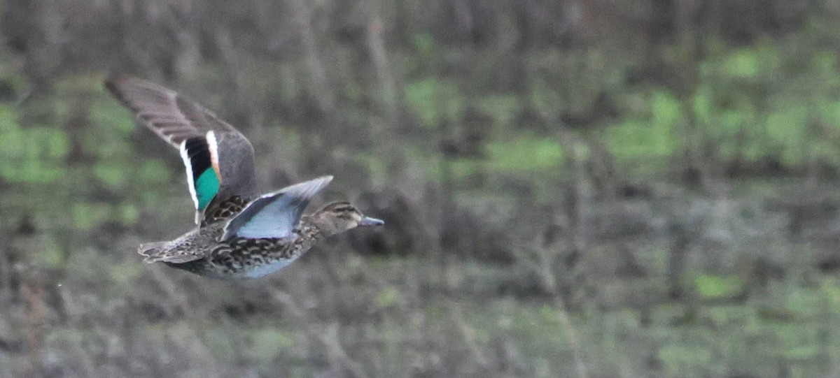 Green-winged Teal - ML618112660