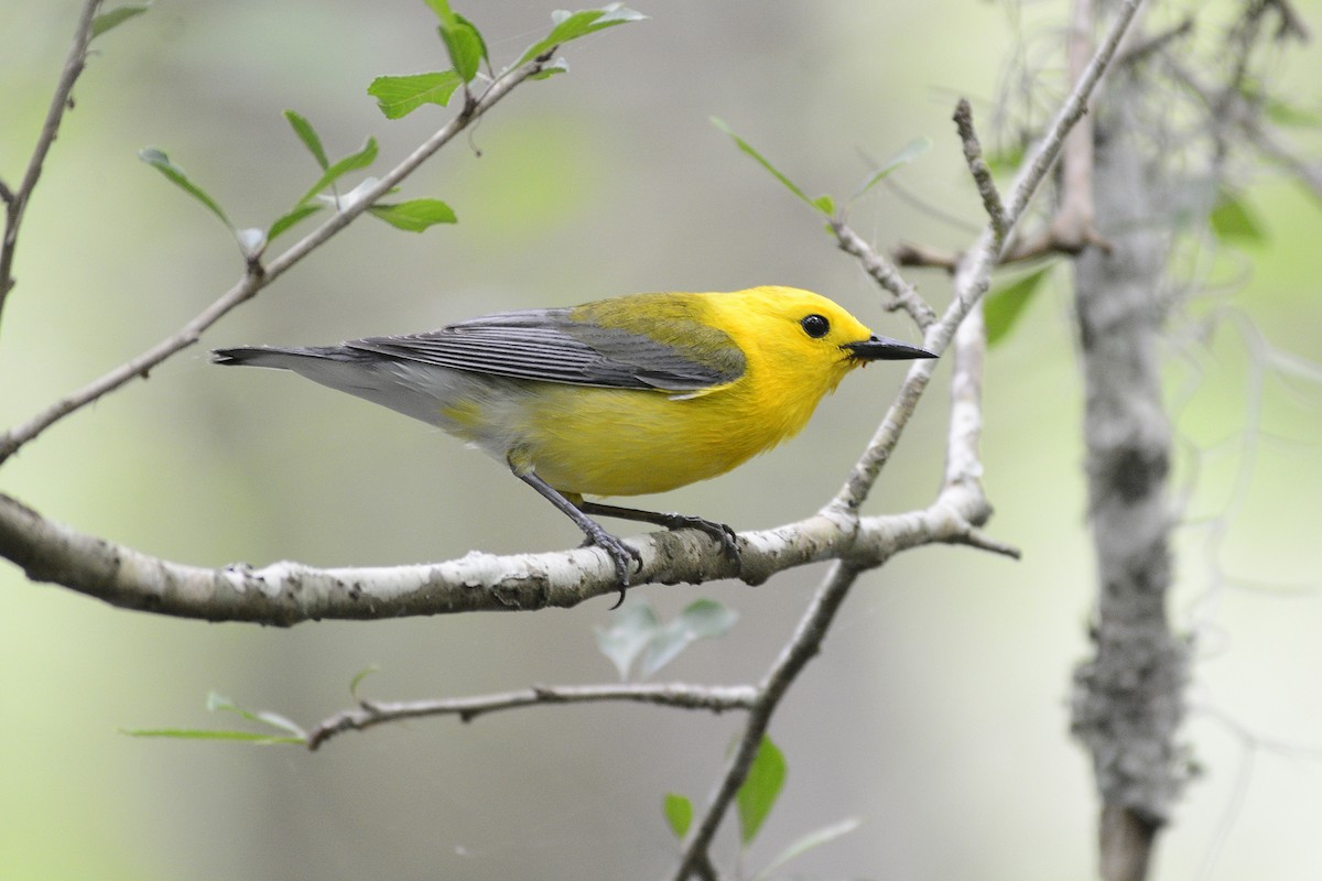 Prothonotary Warbler - ML618112683