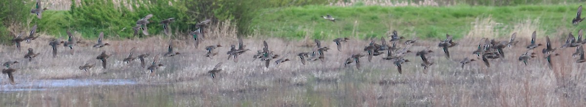 Green-winged Teal - ML618112732