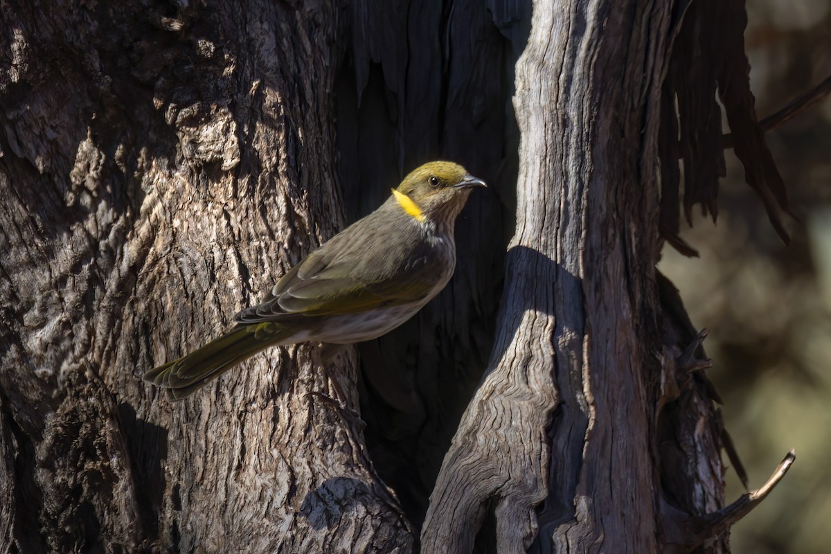 Yellow-plumed Honeyeater - ML618112733