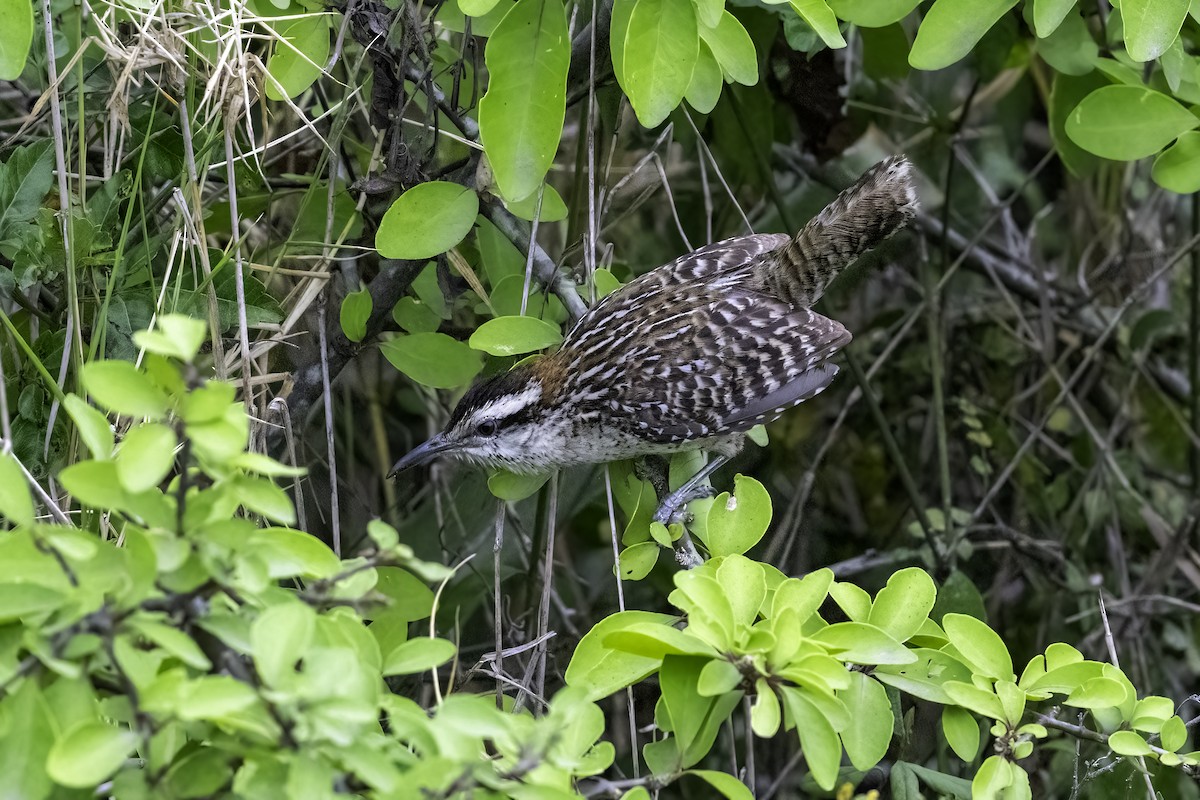 Rufous-naped Wren - ML618112744