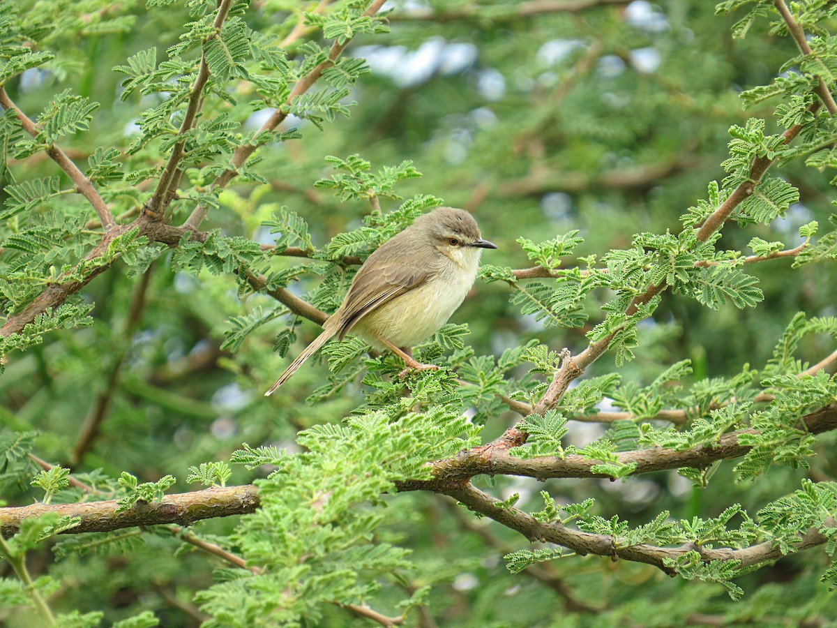 Tawny-flanked Prinia - ML618112751