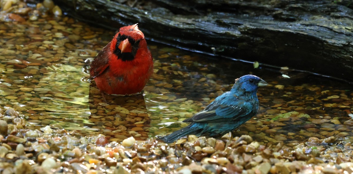 Northern Cardinal - Duane Yarbrough