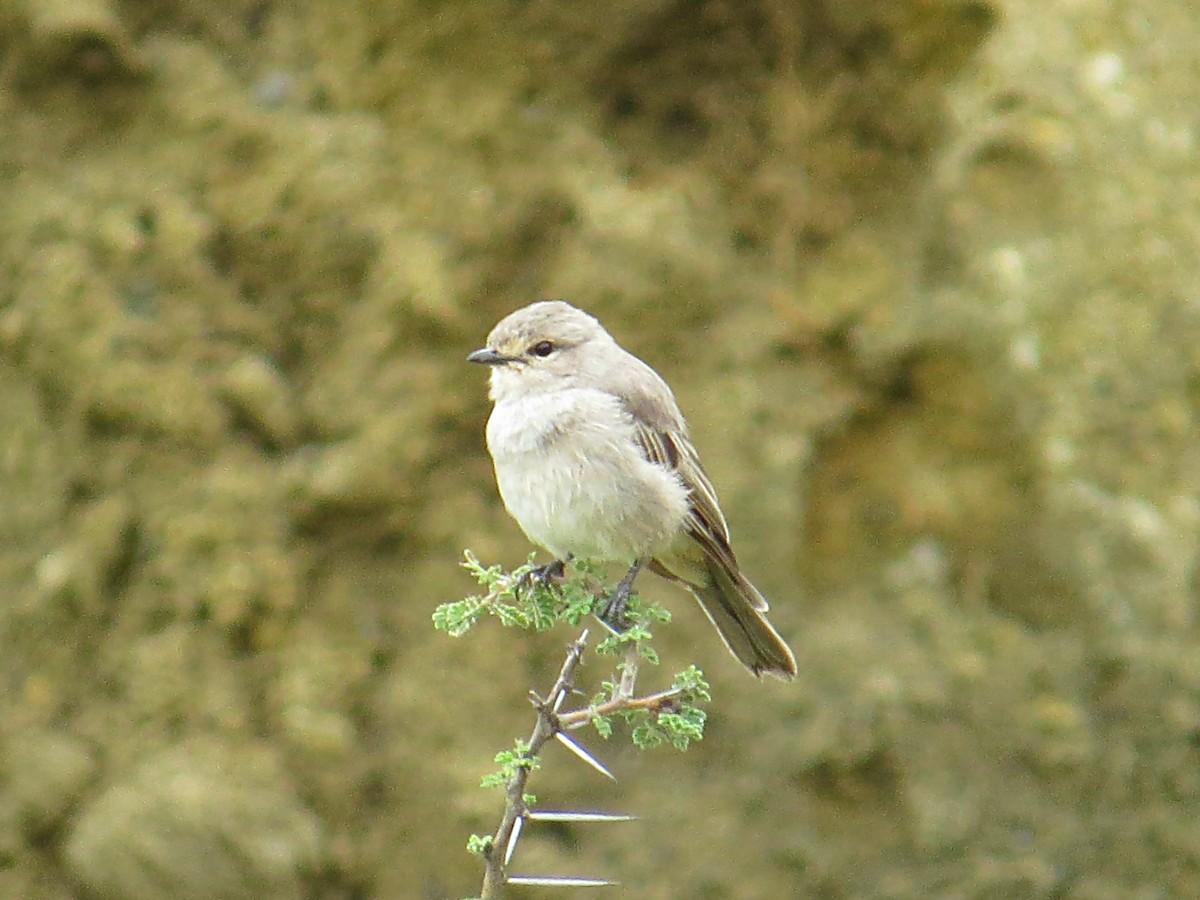 Pale Flycatcher - ML618112773