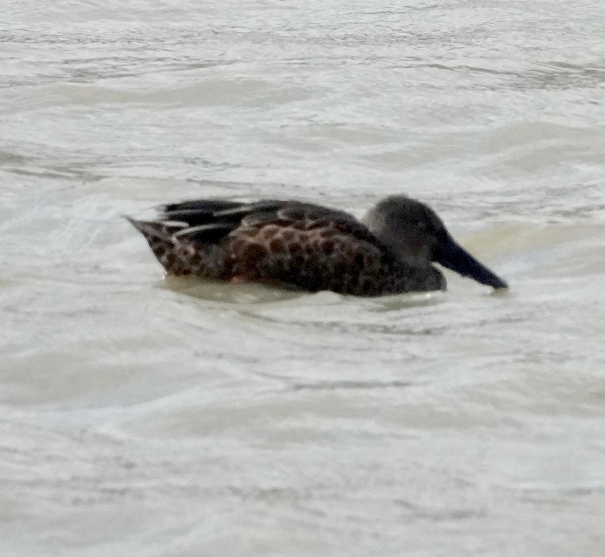 Australasian Shoveler - ML618112805