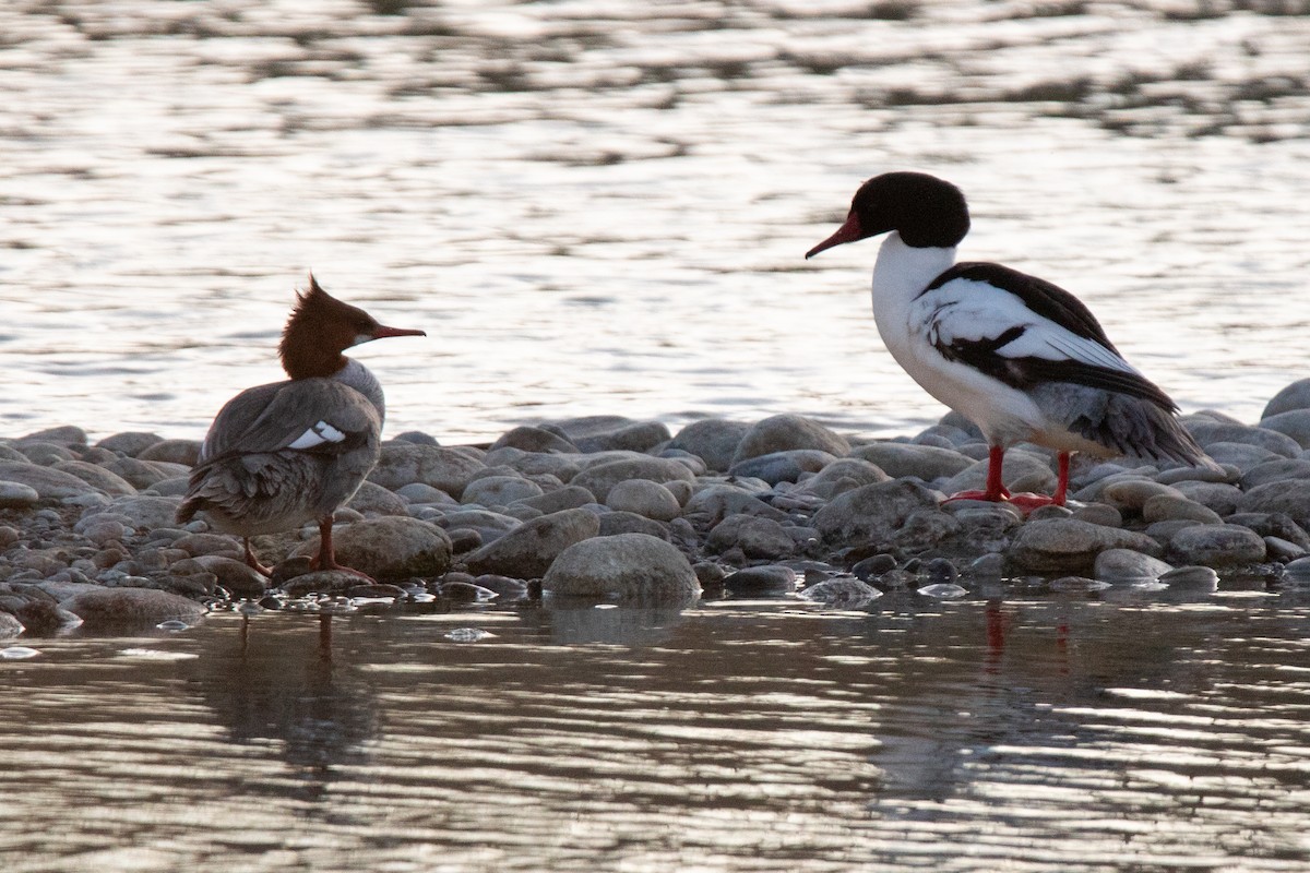 Common Merganser - ML618112807