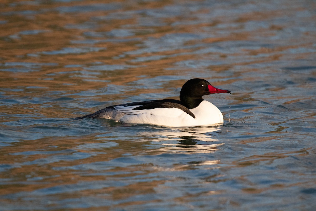 Common Merganser - ML618112808