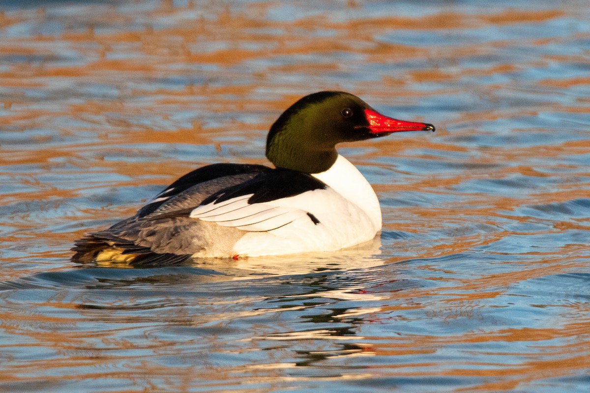 Common Merganser - ML618112809