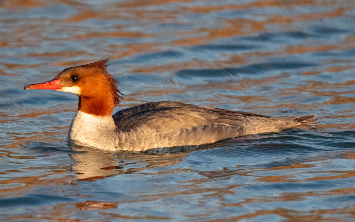 Common Merganser - ML618112810