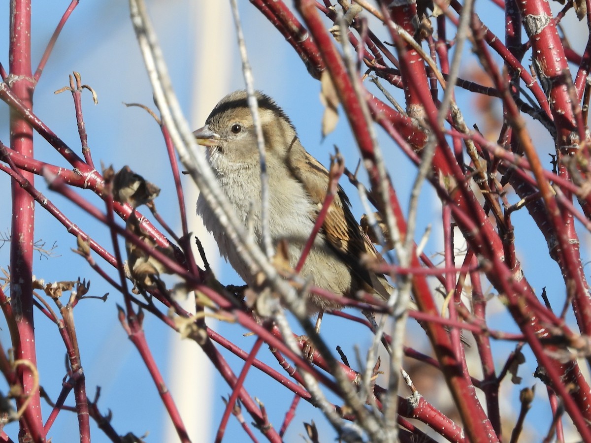 House Sparrow - Gerard Nachtegaele