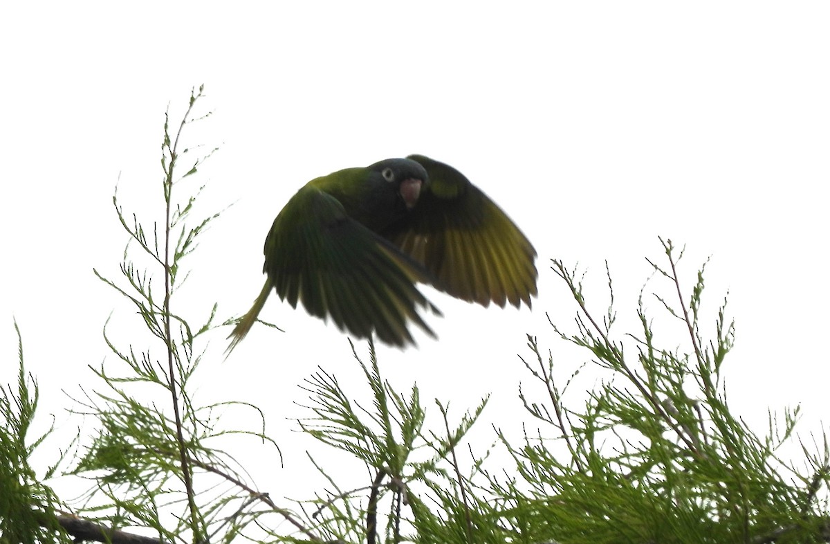 Blue-crowned Parakeet - ML618112920