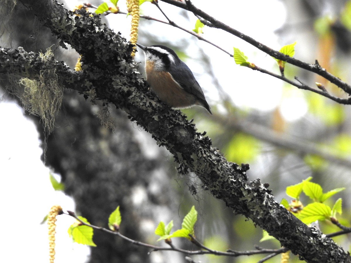 Red-breasted Nuthatch - Darlene Cancelliere