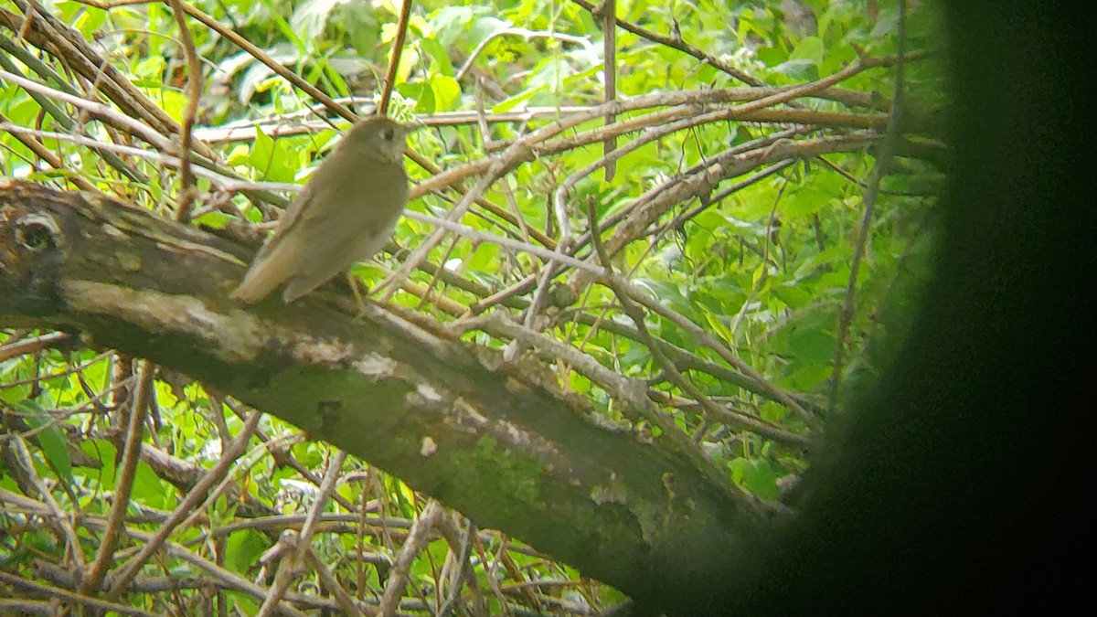 Swainson's Thrush - ML618112929