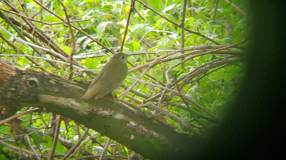 Swainson's Thrush - ML618112931