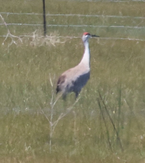 Sandhill Crane - ML618112932