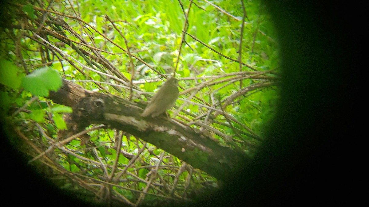 Swainson's Thrush - ML618112934