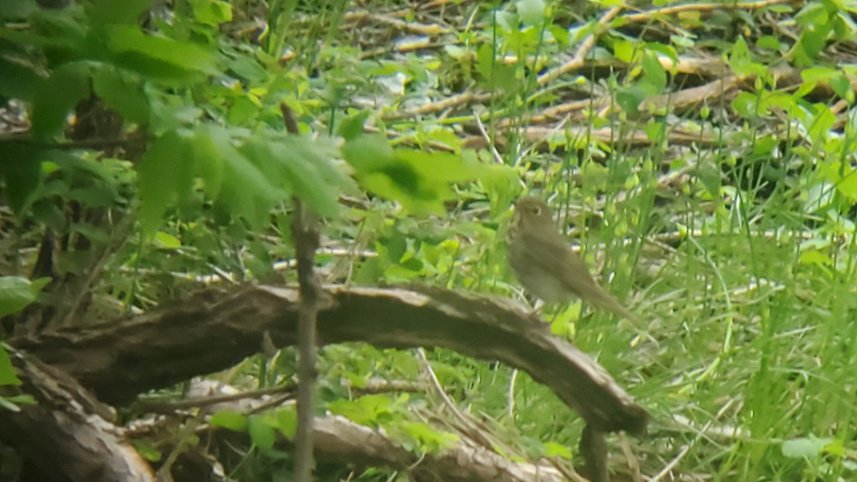 Swainson's Thrush - ML618112935