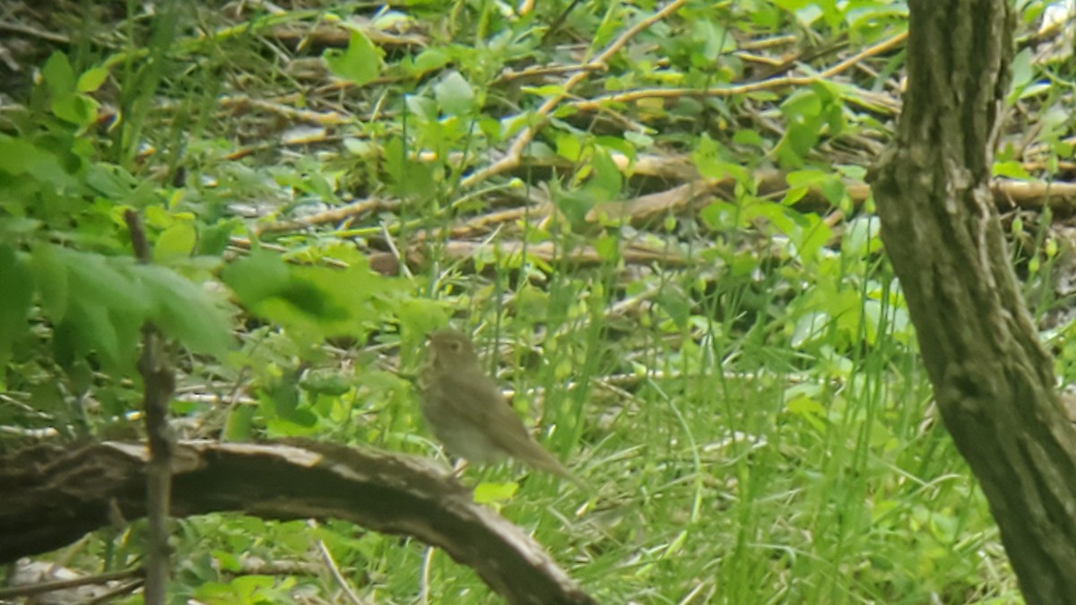 Swainson's Thrush - ML618112937