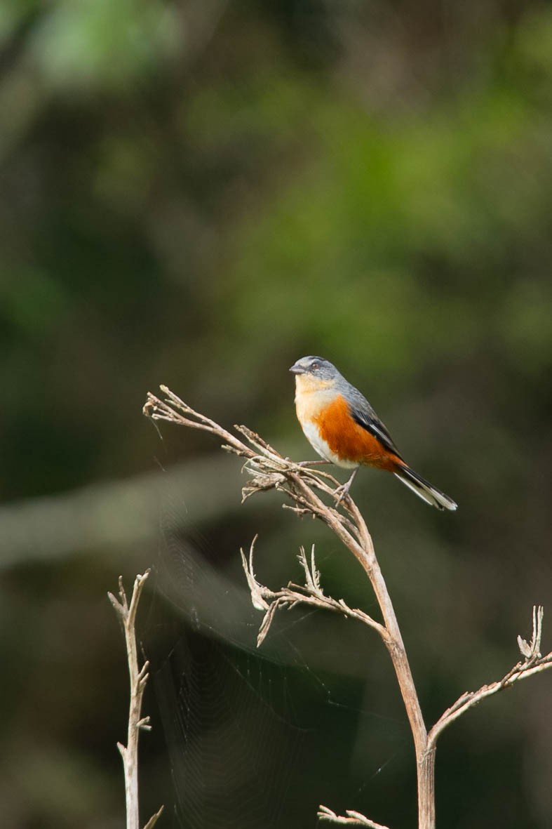 Buff-throated Warbling Finch - ML618112956