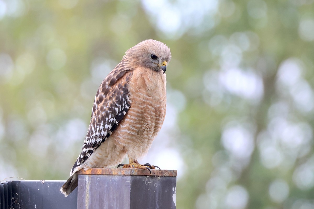 Red-shouldered Hawk - Paul Gorday