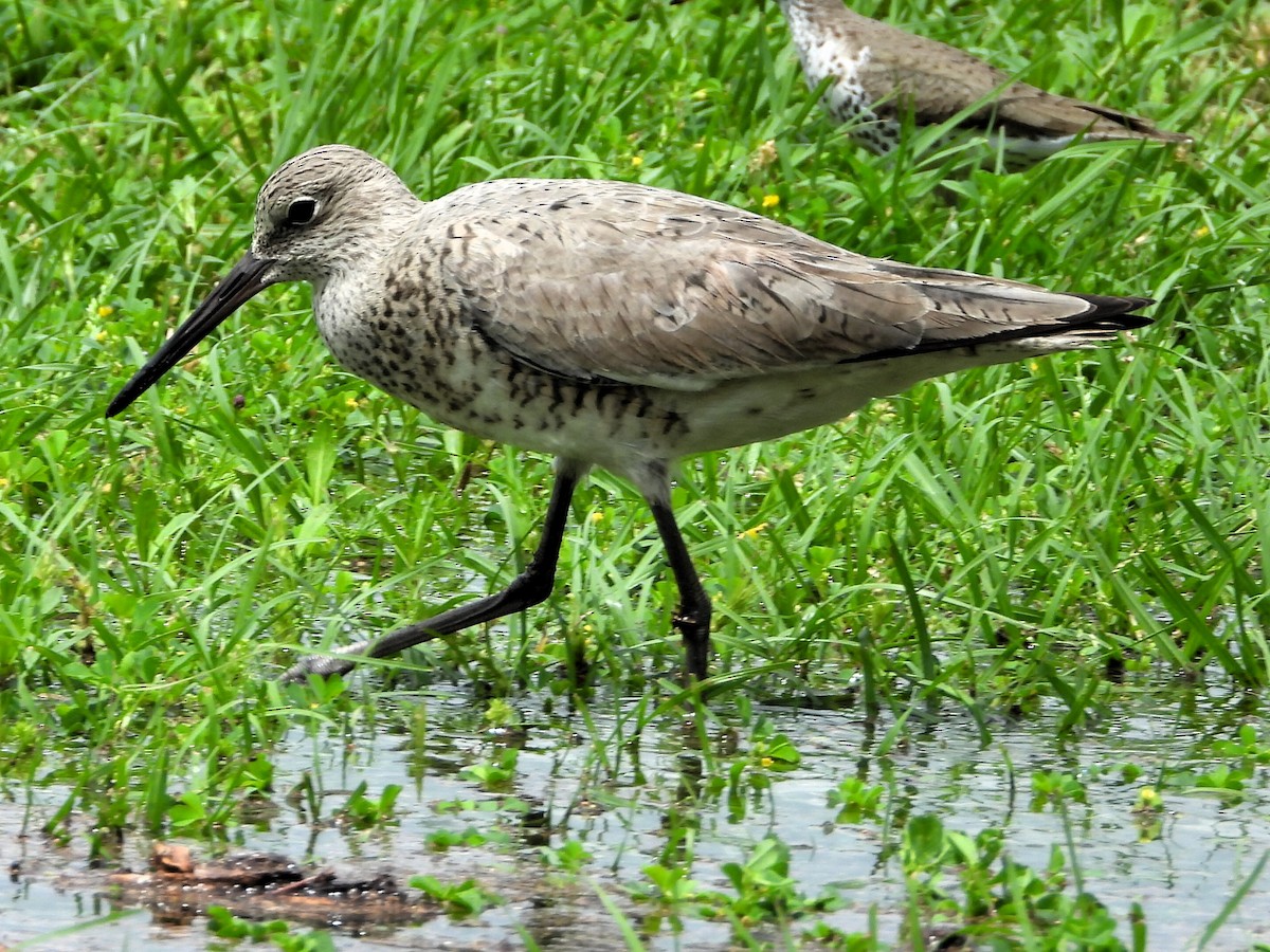 Willet - ML618112972