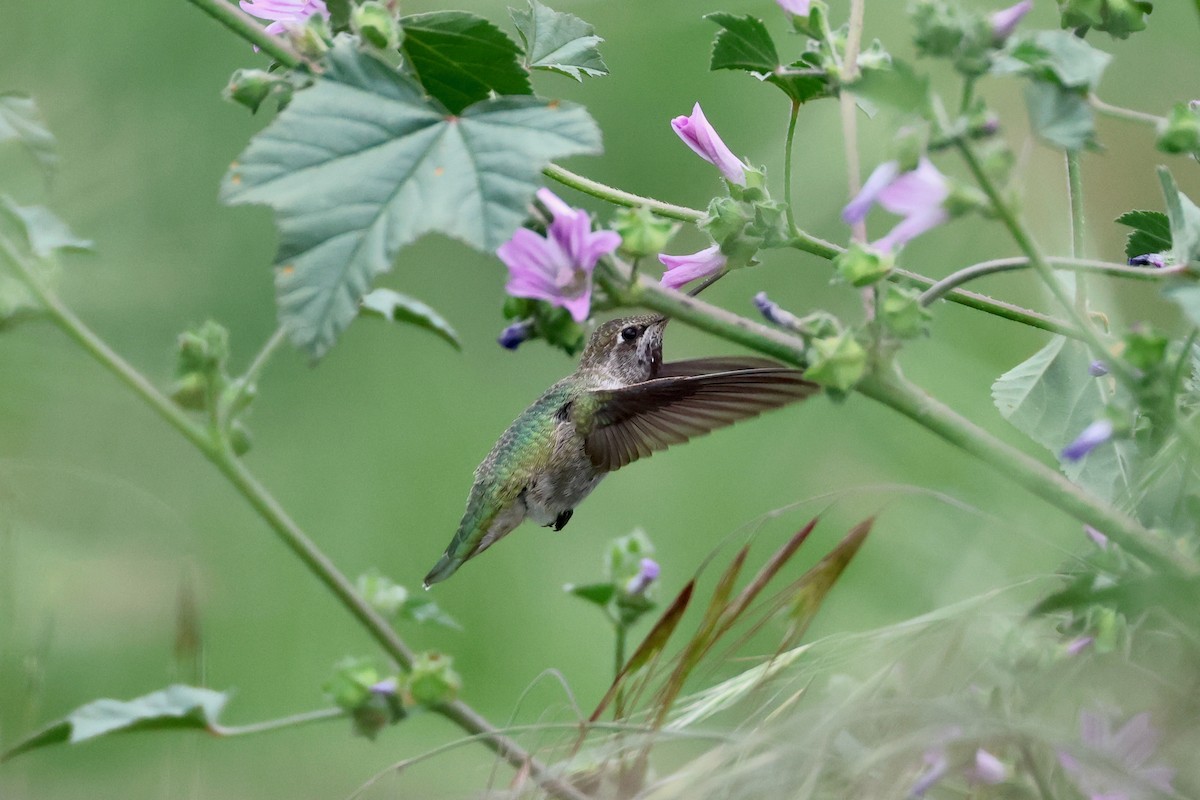 Anna's Hummingbird - Paul Gorday