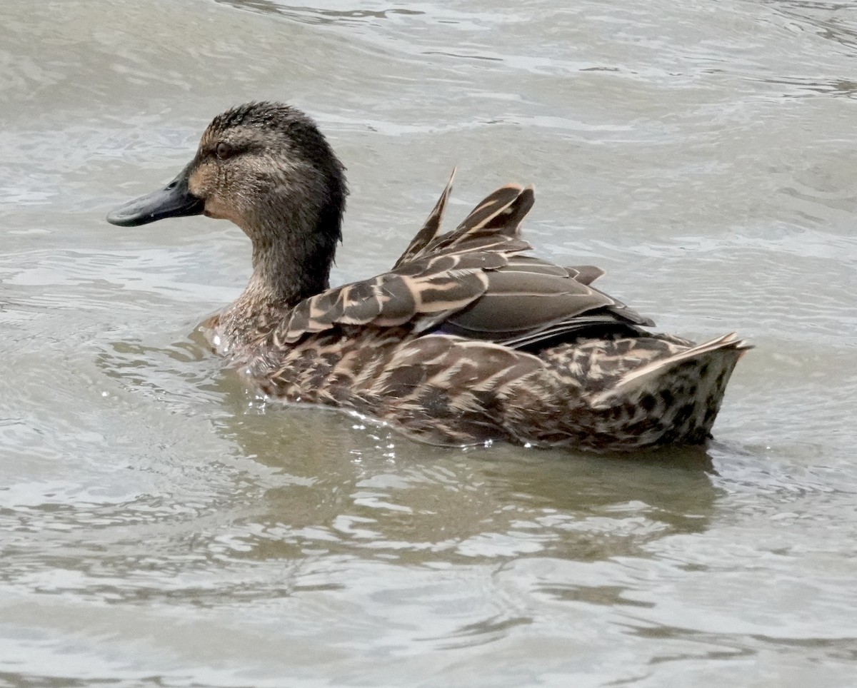 Mallard x Pacific Black Duck (hybrid) - ML618112993