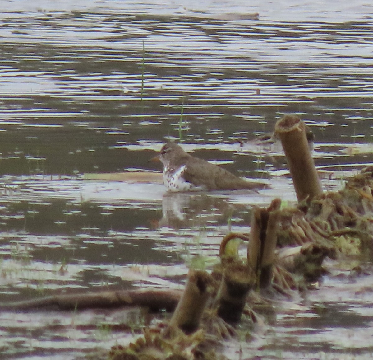 Spotted Sandpiper - Alan Boyd