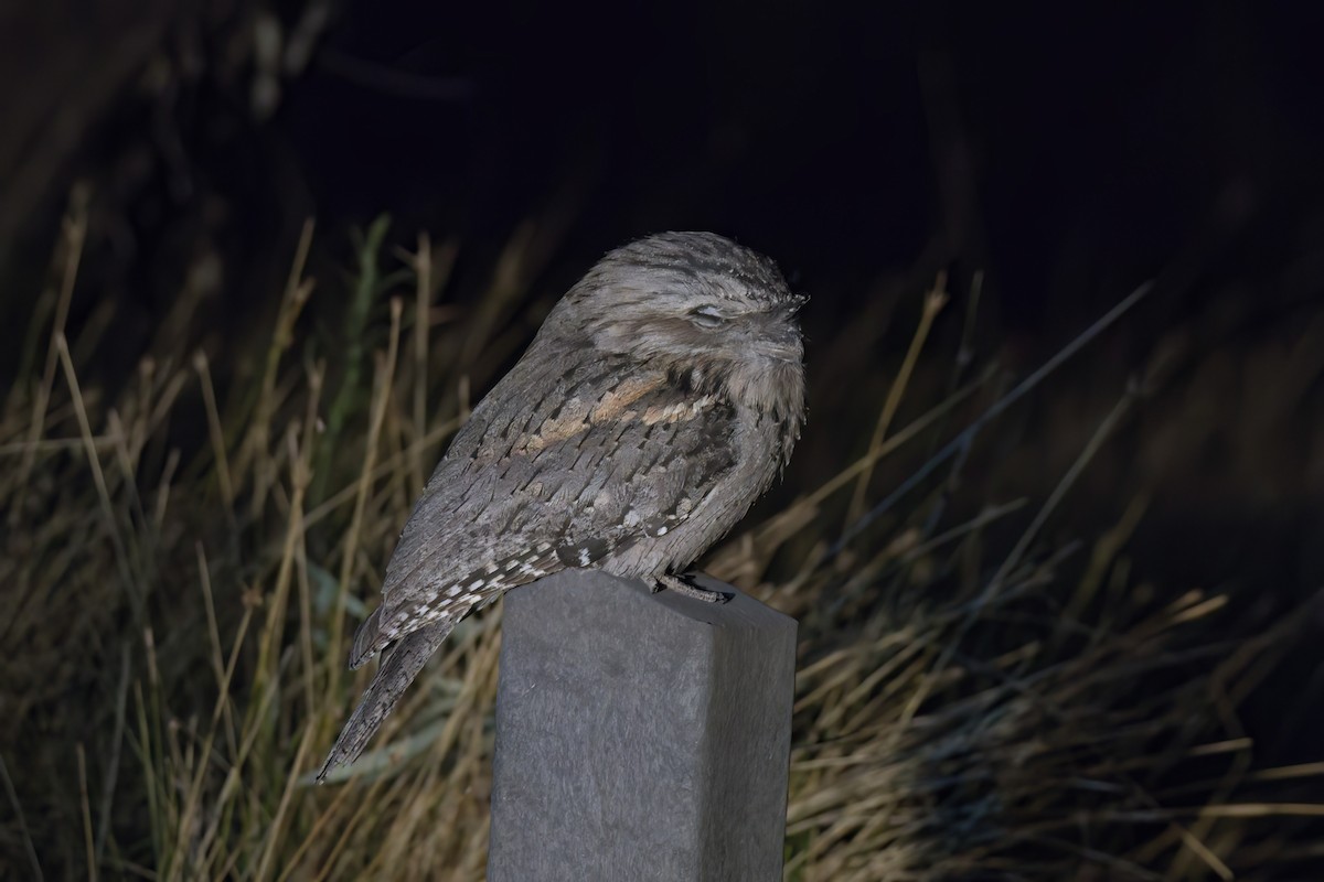 Tawny Frogmouth - ML618113020