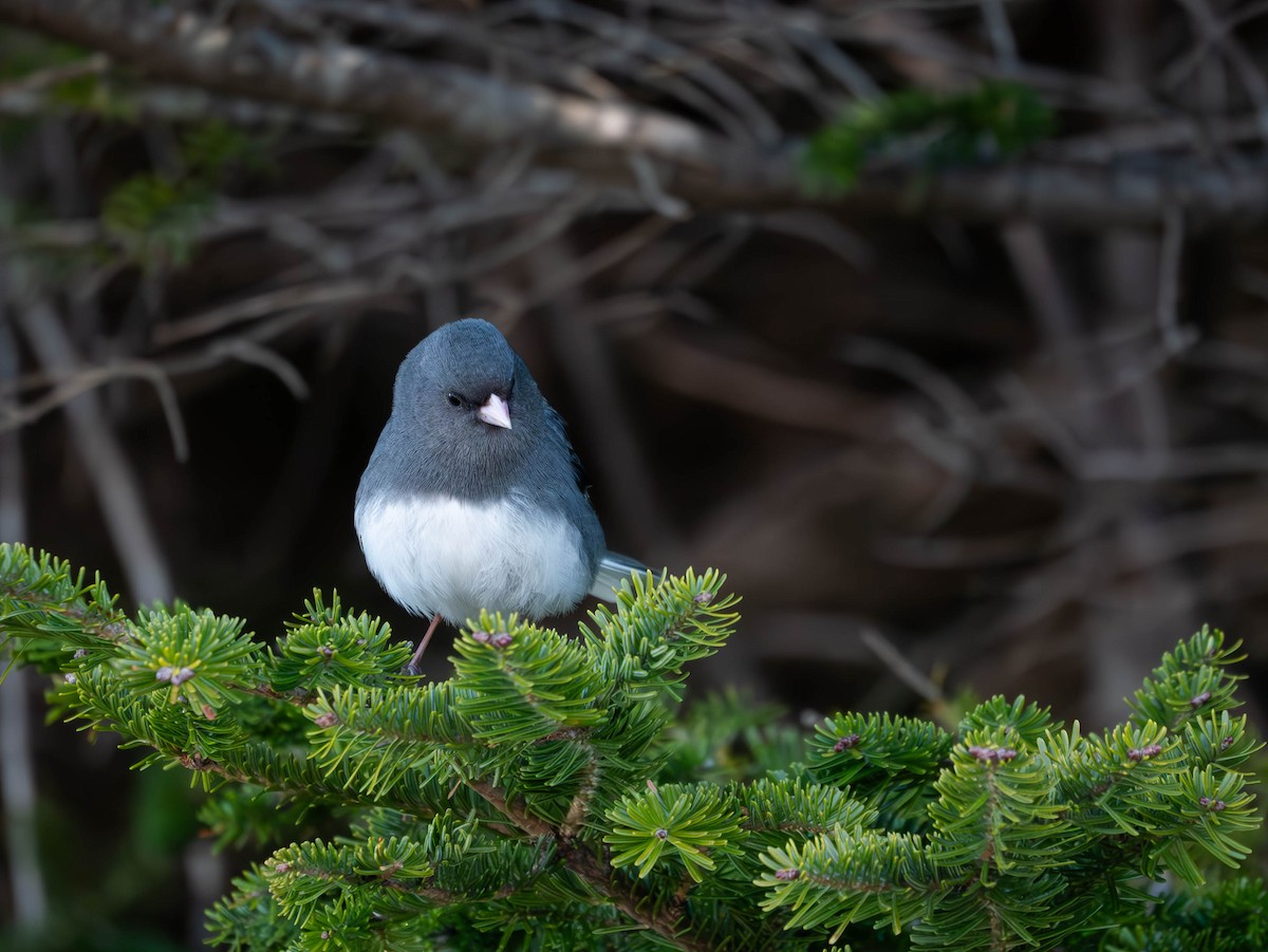 Dark-eyed Junco (Slate-colored) - Natalie Barkhouse-Bishop