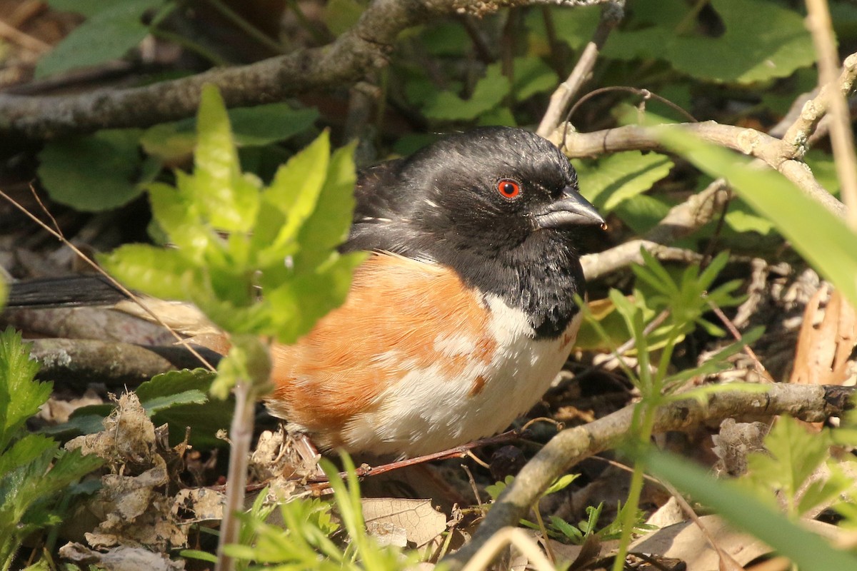 Eastern Towhee - walter sliva