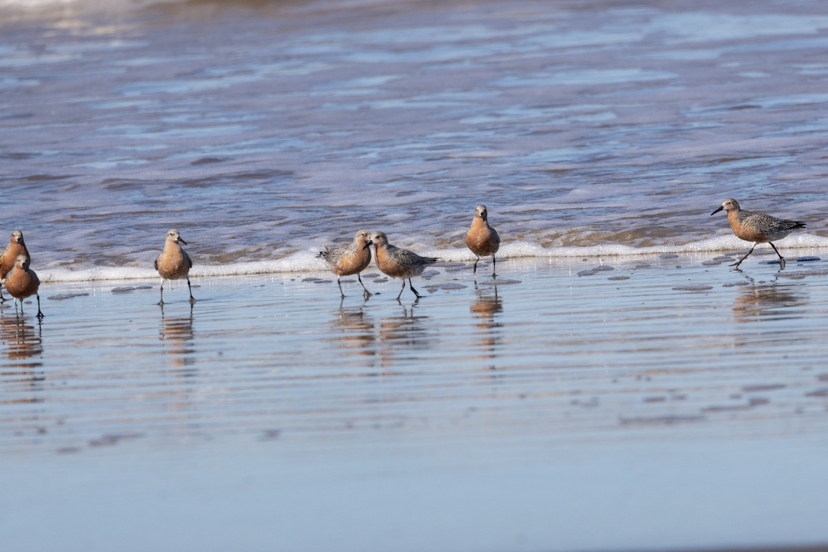 Red Knot - Fernando  Jacobs