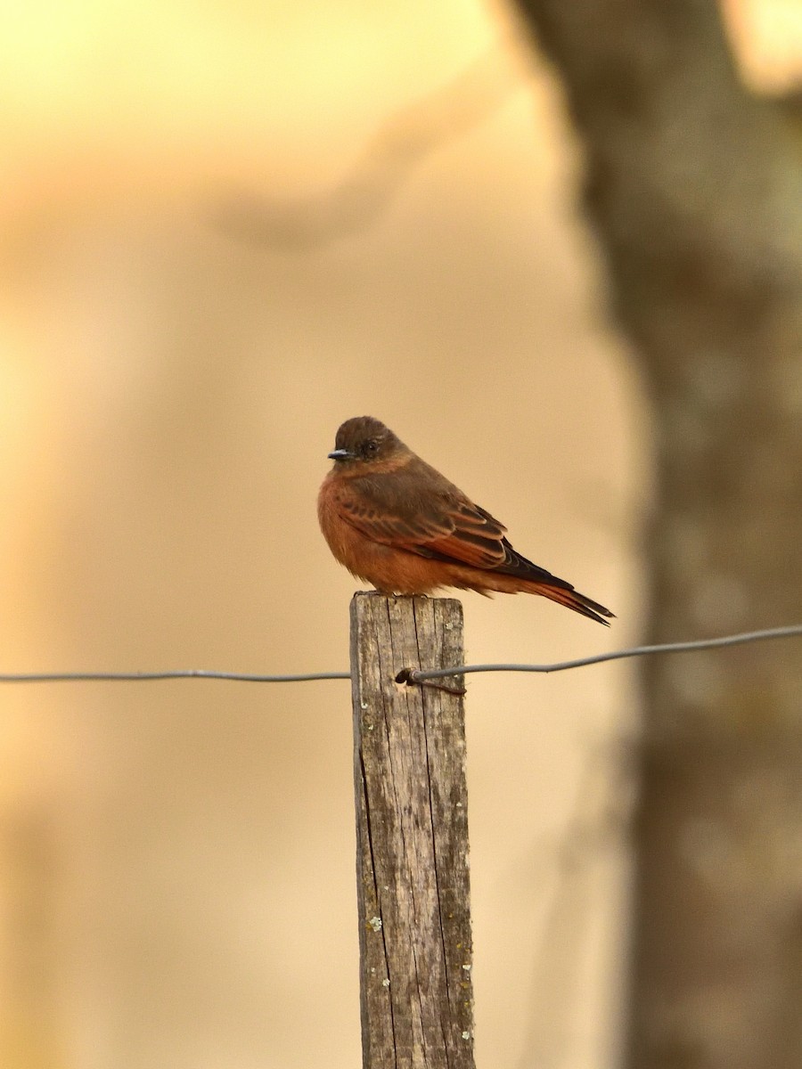 Cliff Flycatcher - Maximiliano Fontana Kriger