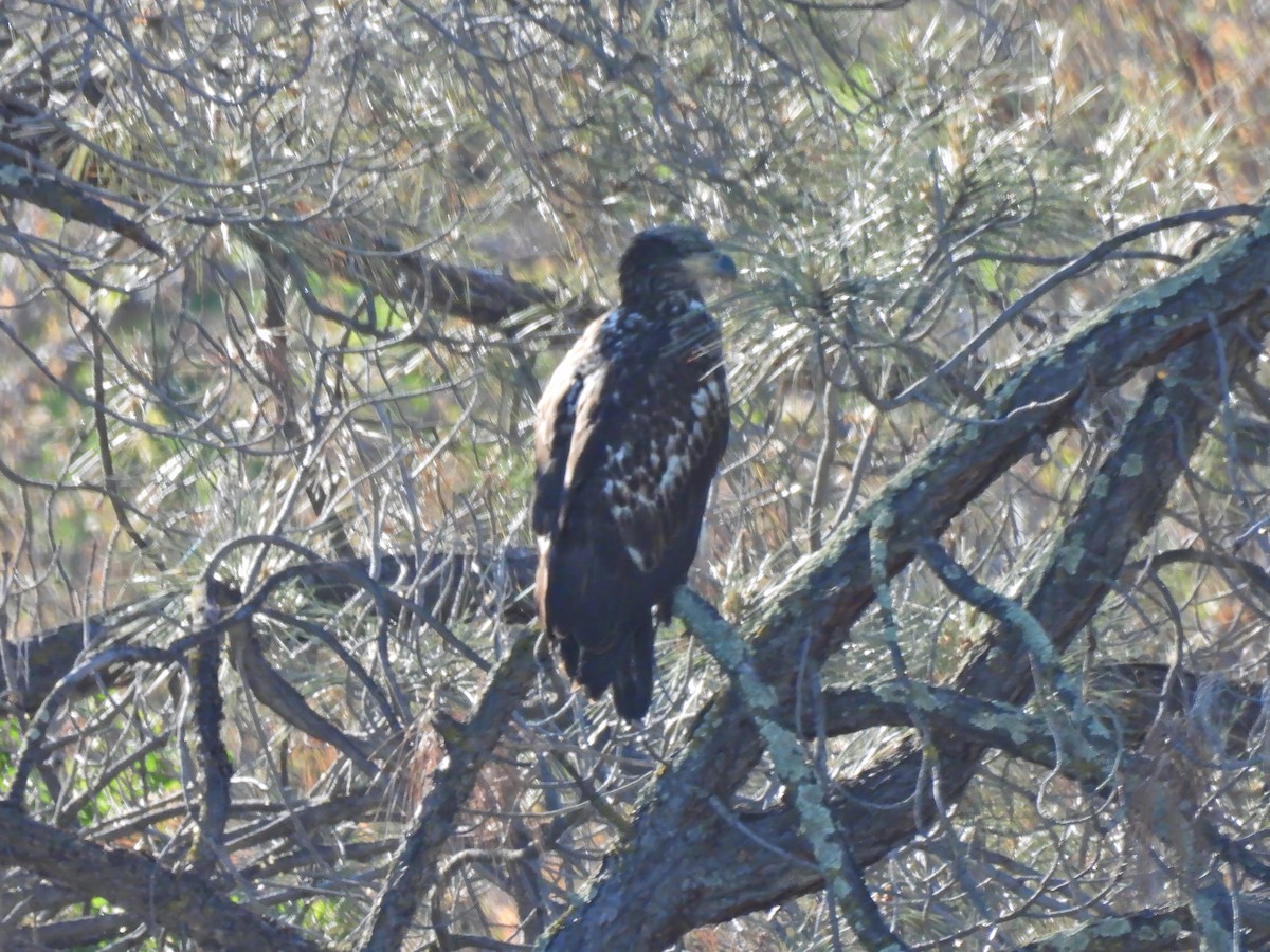 Bald Eagle - ML618113075