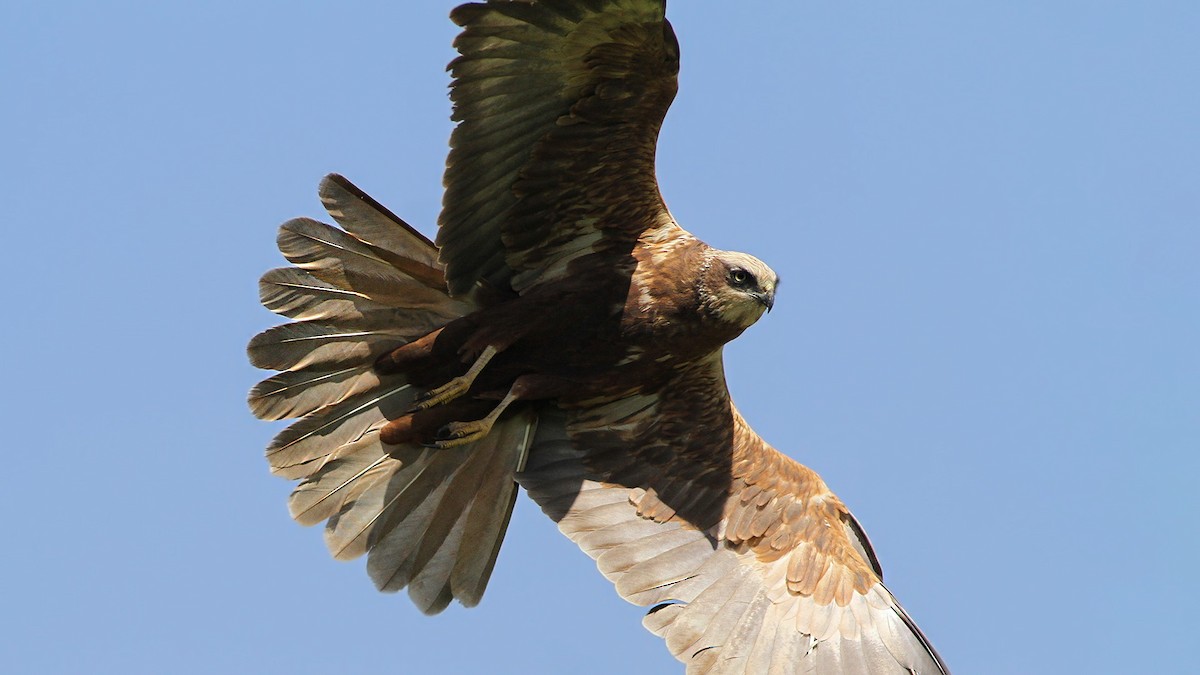 Western Marsh Harrier - Emrah Kayhan