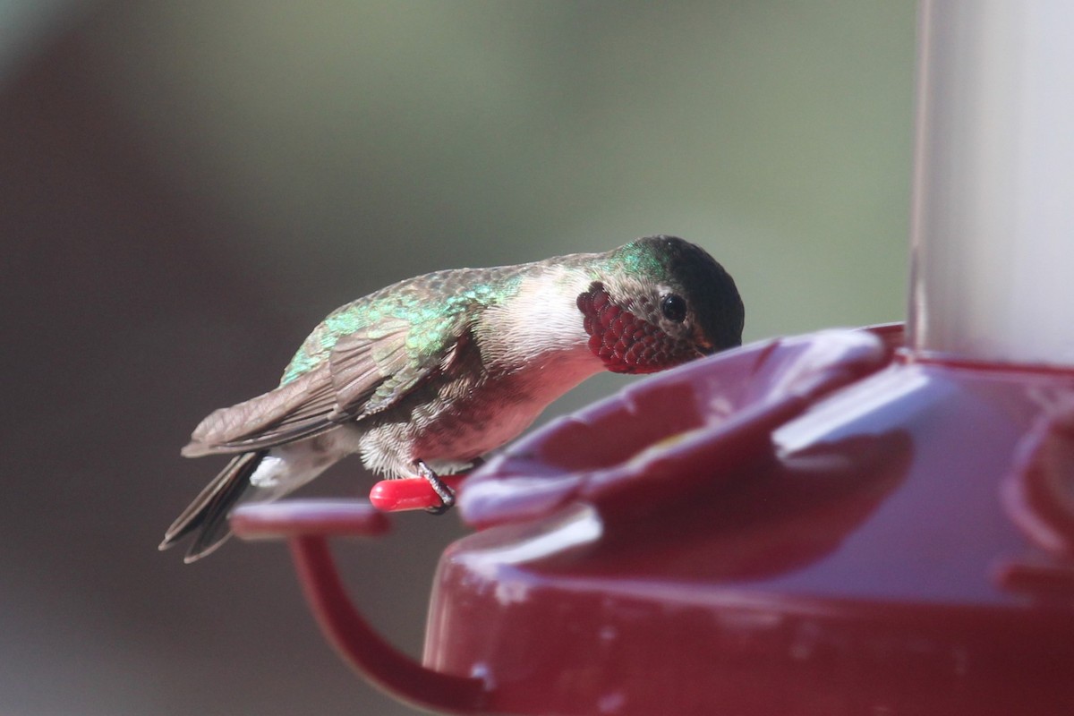 Black-chinned Hummingbird - Connor Thomas