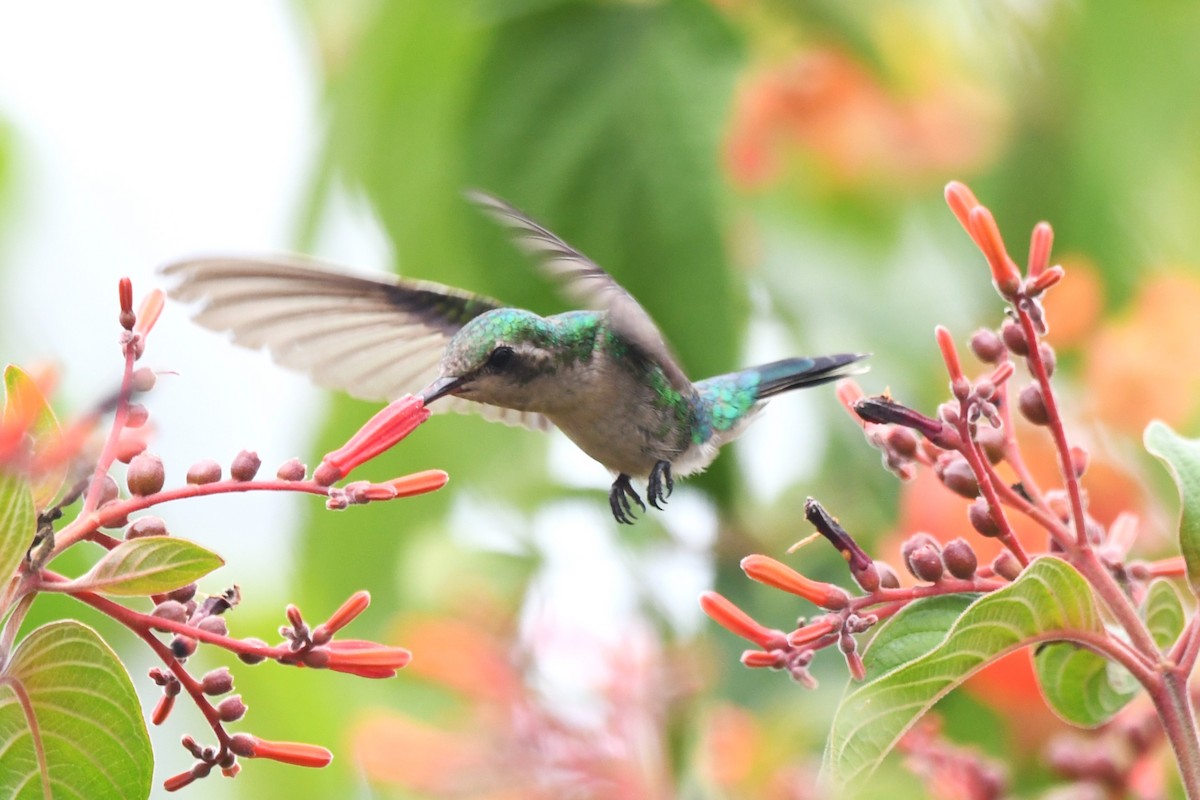 kolibřík cozumelský - ML618113111