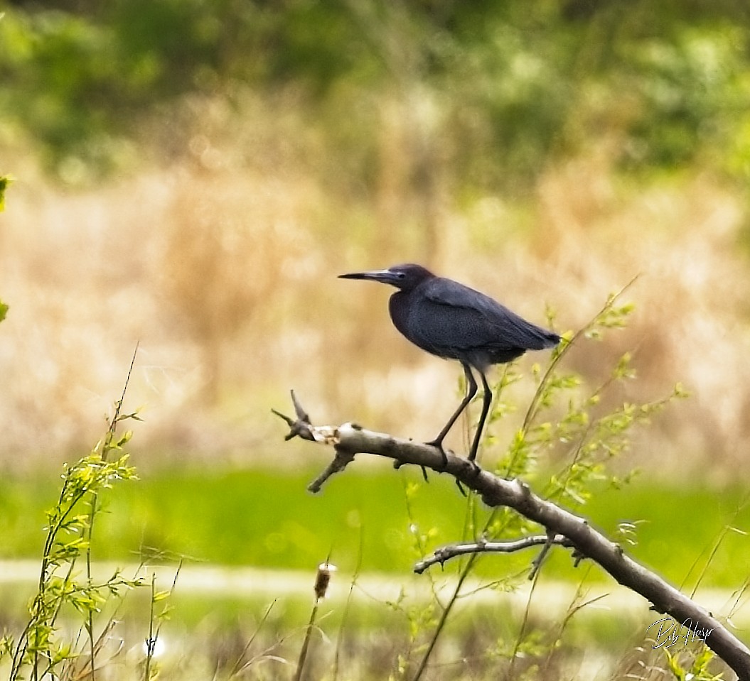 Little Blue Heron - Bob Harp