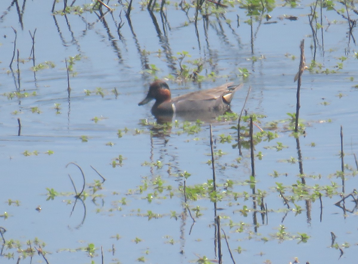 Green-winged Teal - paul raney