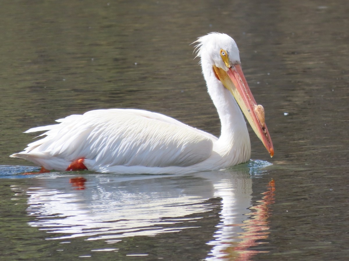 American White Pelican - Deborah Essman