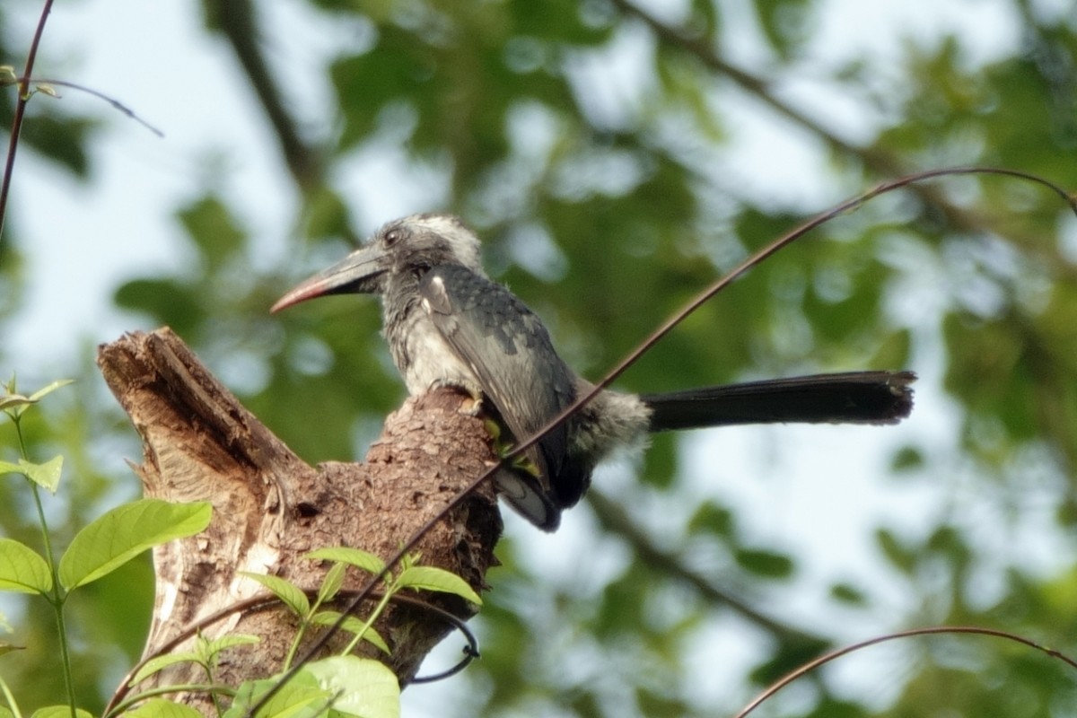 Western Dwarf Hornbill - Carl Haynie