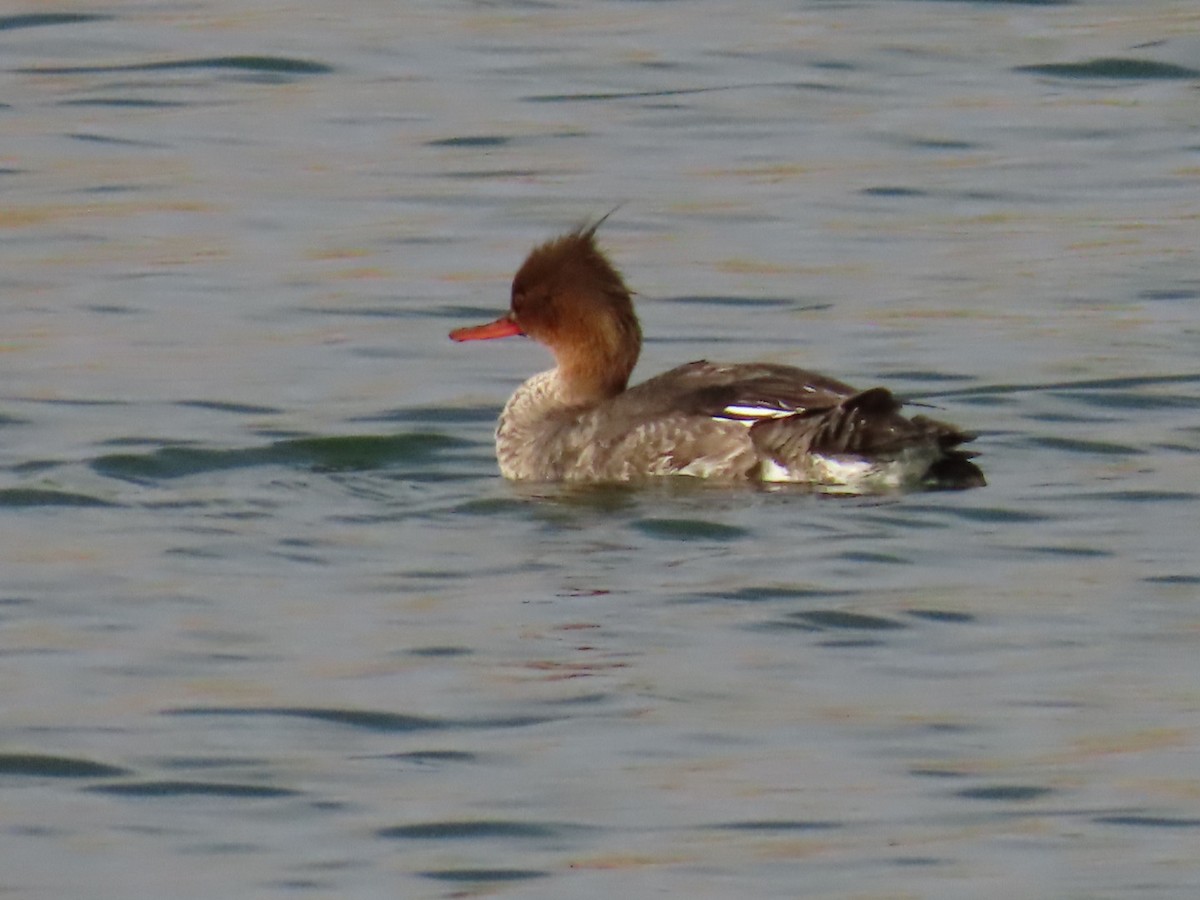 Red-breasted Merganser - ML618113199