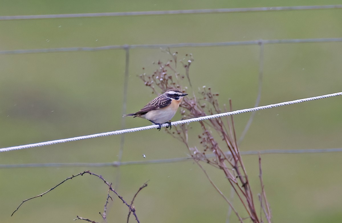 Whinchat - ML618113211