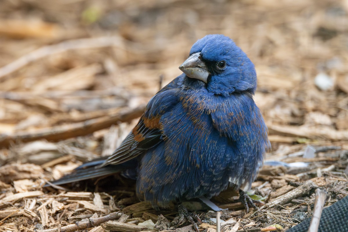 Blue Grosbeak - ML618113229