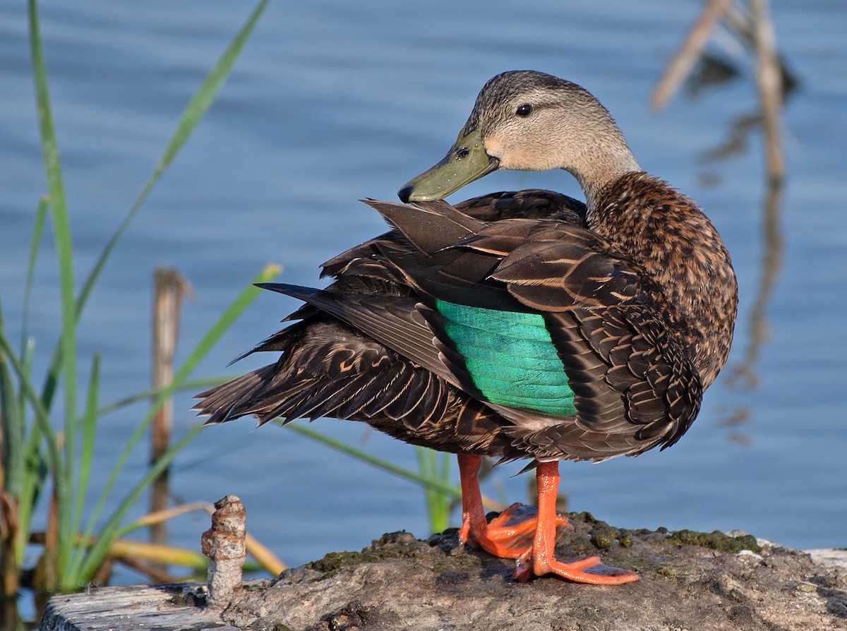 Mottled Duck - ML618113285