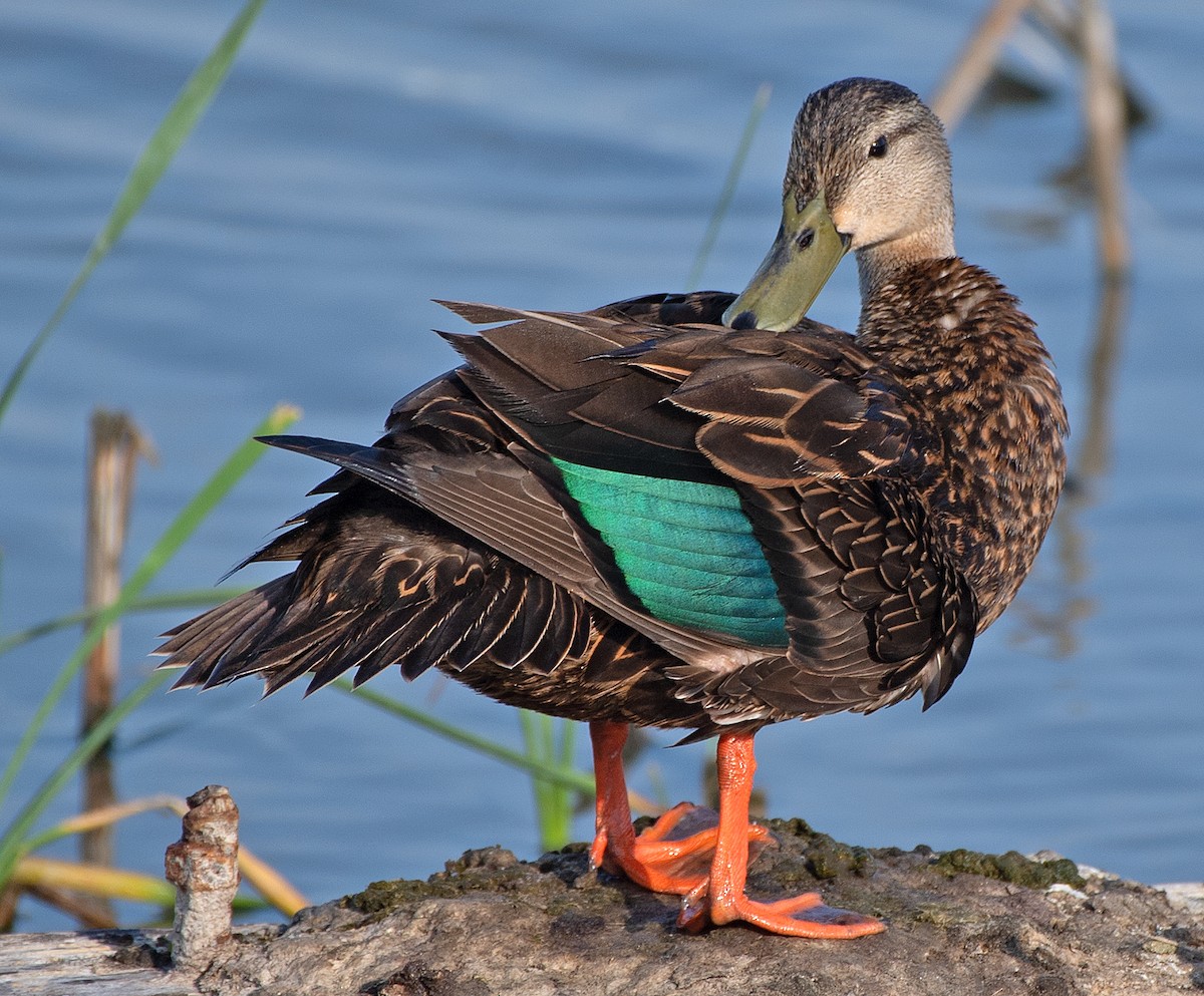 Mottled Duck - ML618113286